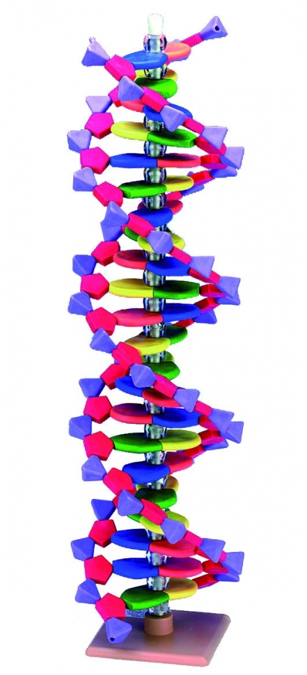 Model ADN cu 22 de perechi de baze 39850-00
