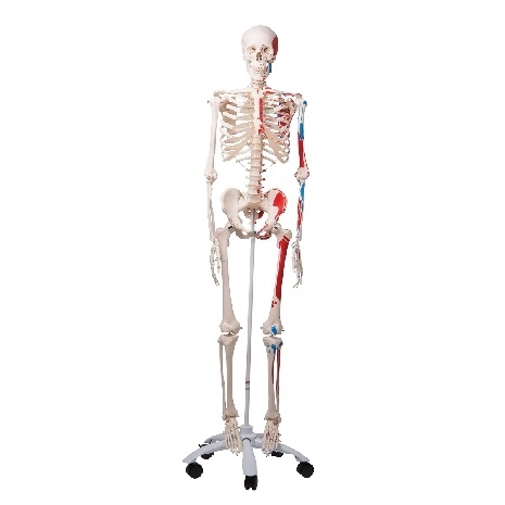 Model de schelet cu origini și inserții musculare pictate 3BS-1020173