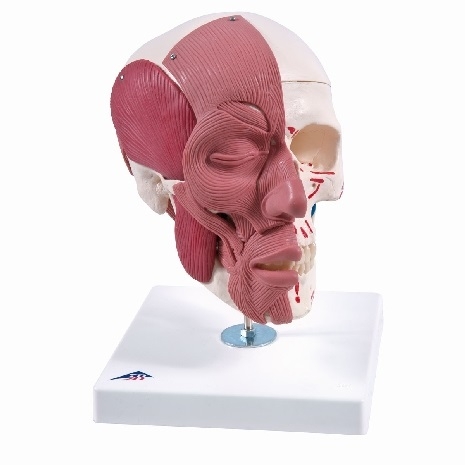 Craniu uman cu mușchi faciali 3BS-1020181